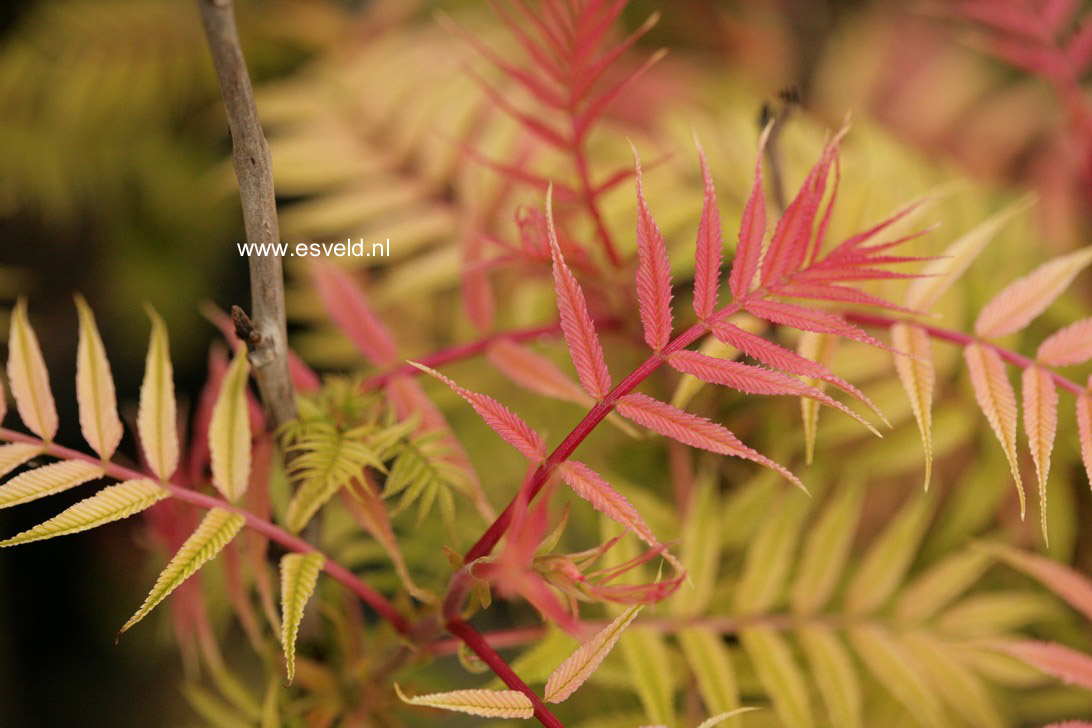 Sorbaria sorbifolia 'Sem'