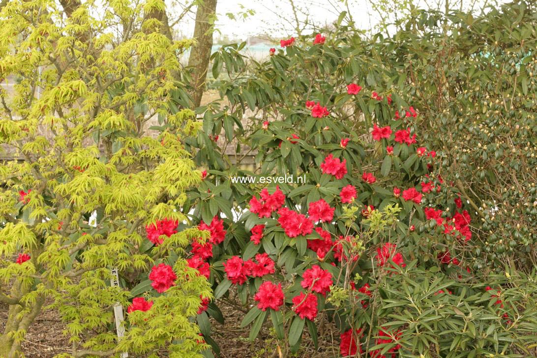 Rhododendron 'Grace Seabrook'