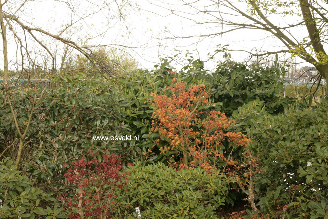 Acer palmatum 'Ueno yama'