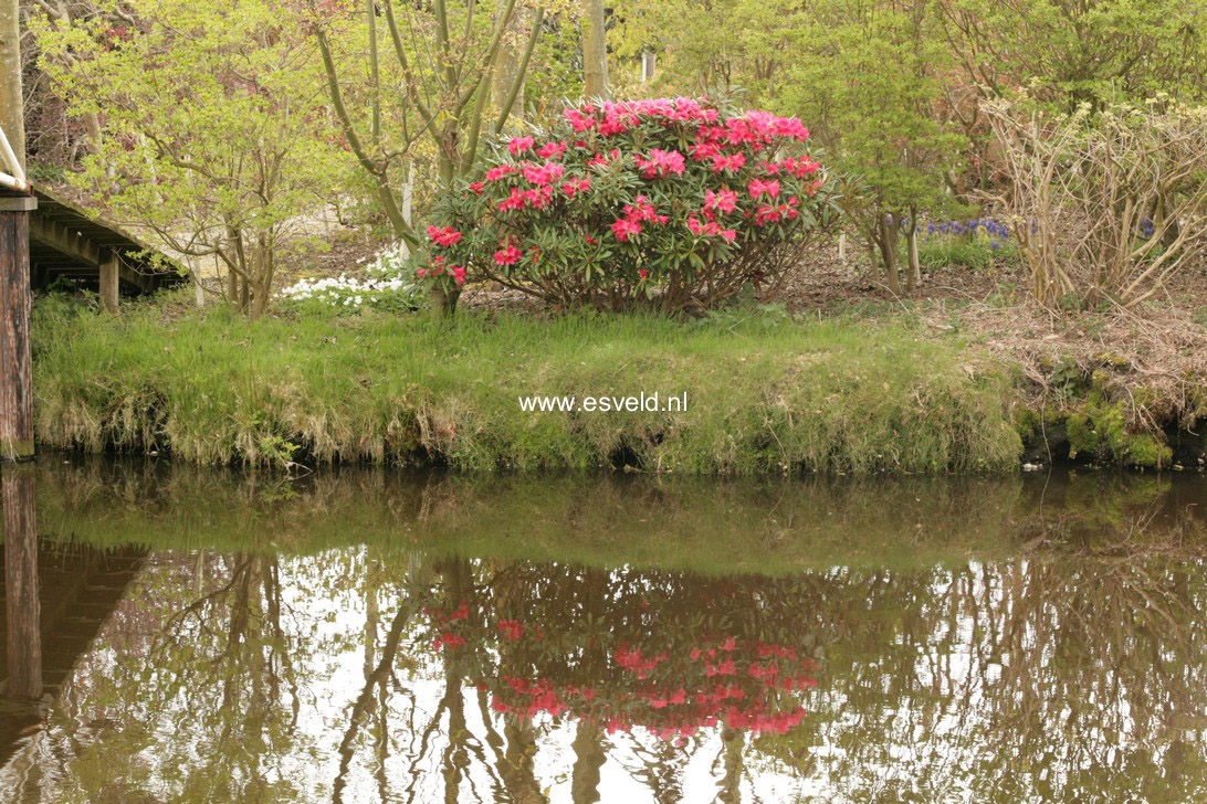 Rhododendron 'Parsifal'