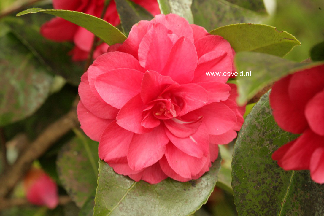 Camellia japonica 'Fleur Dipater'