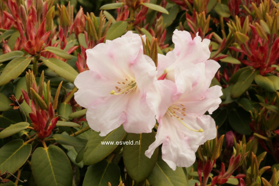 Rhododendron 'Pipaluk'