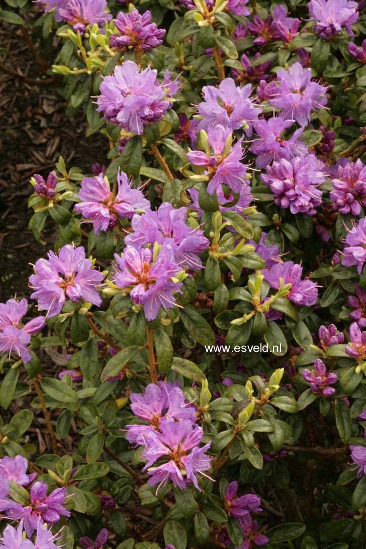 Rhododendron 'St. Minver'