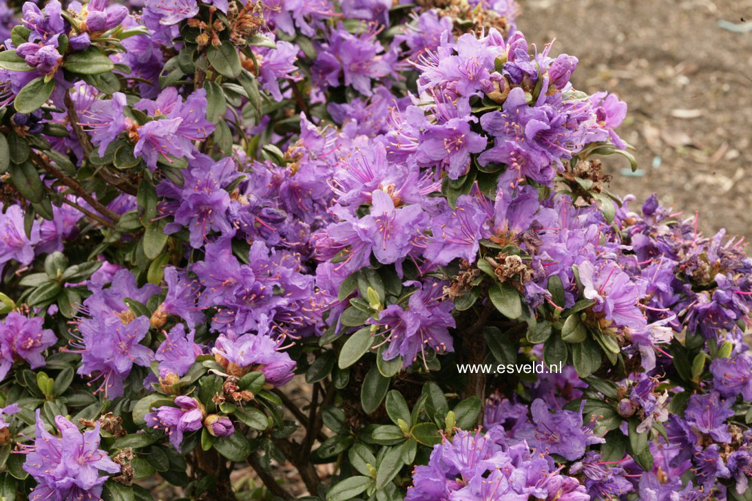 Rhododendron 'Songbird'