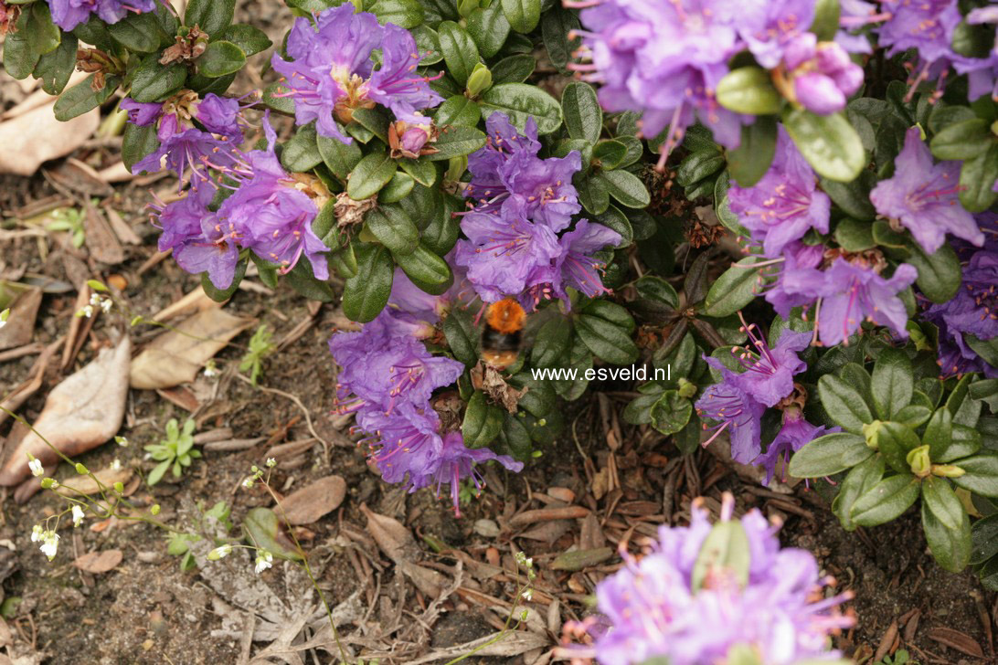 Rhododendron 'Songbird'