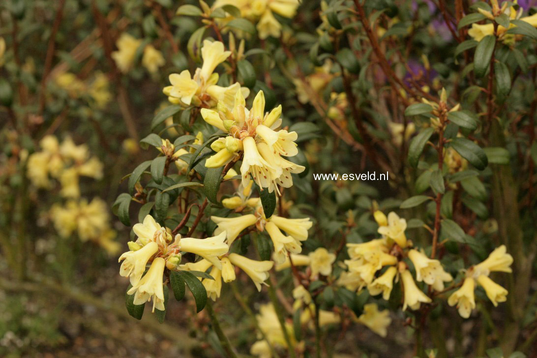 Rhododendron 'Yellow Hammer'