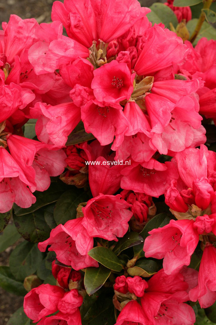 Rhododendron 'Molly Ann'