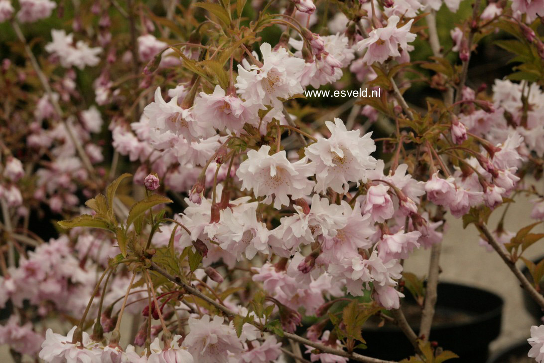 Prunus incisa 'Oshidori'