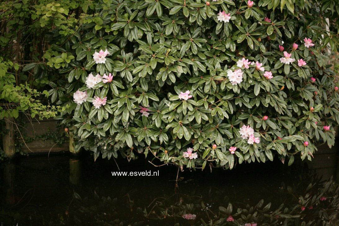 Rhododendron 'Lem's Monarch'