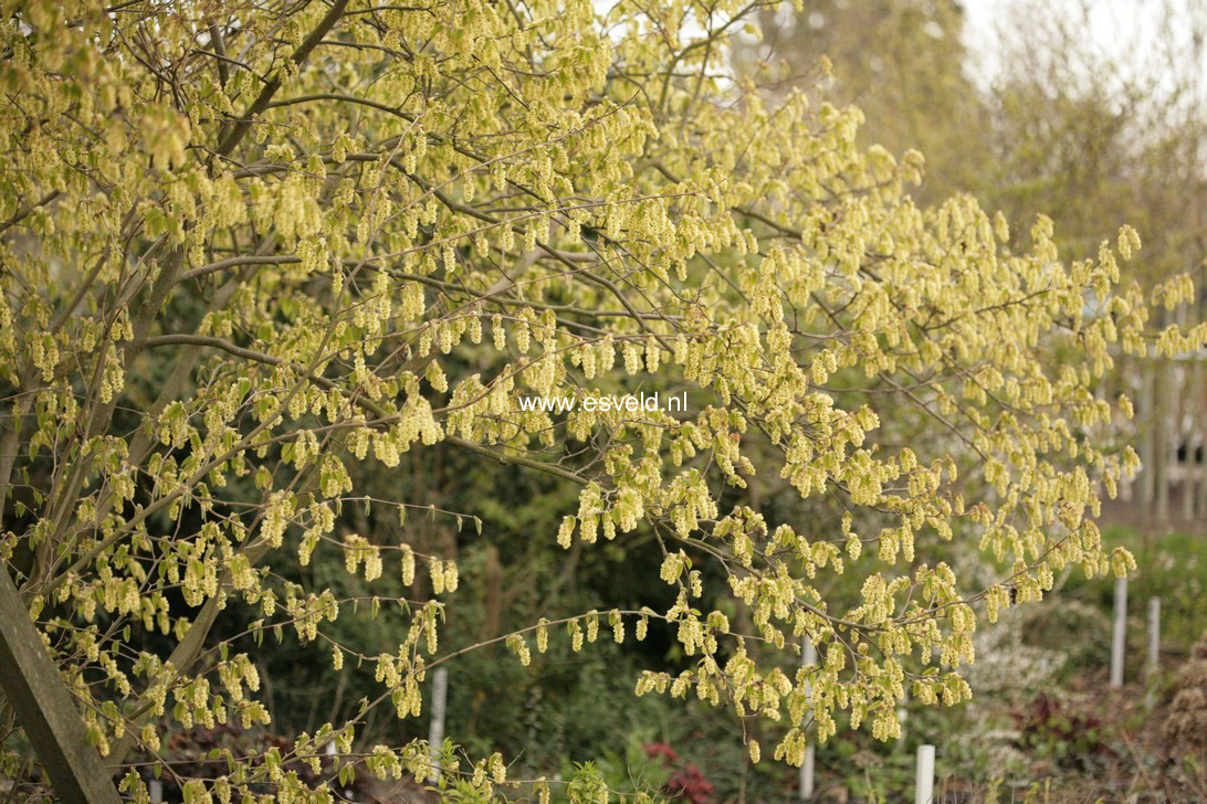 Corylopsis sinensis