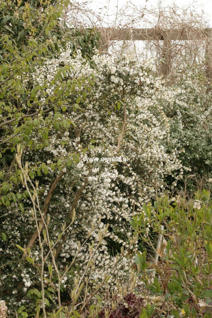 Osmanthus delavayi