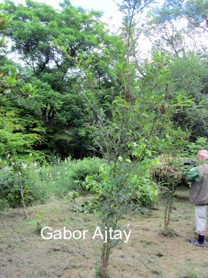 Sorbus pohuashanensis