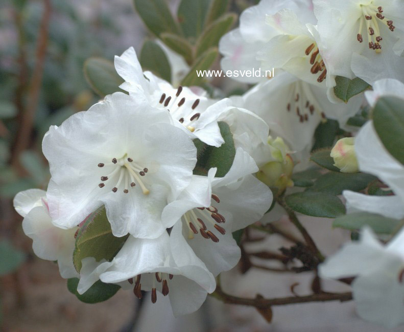 Rhododendron 'Silk Cap'