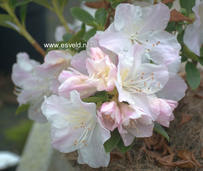 Rhododendron 'Isola Bella'