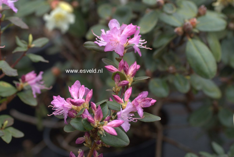 Rhododendron 'Conewago'