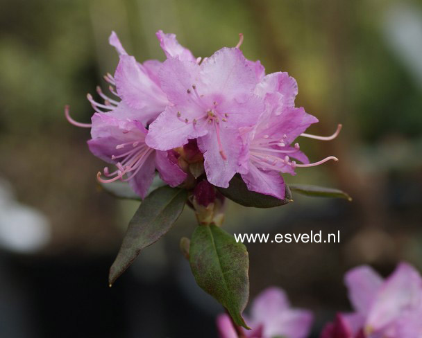 Rhododendron 'Conewago'