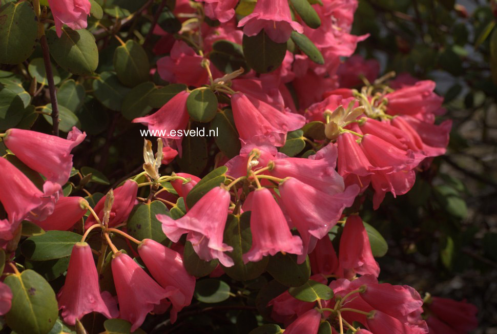 Rhododendron callimorphum