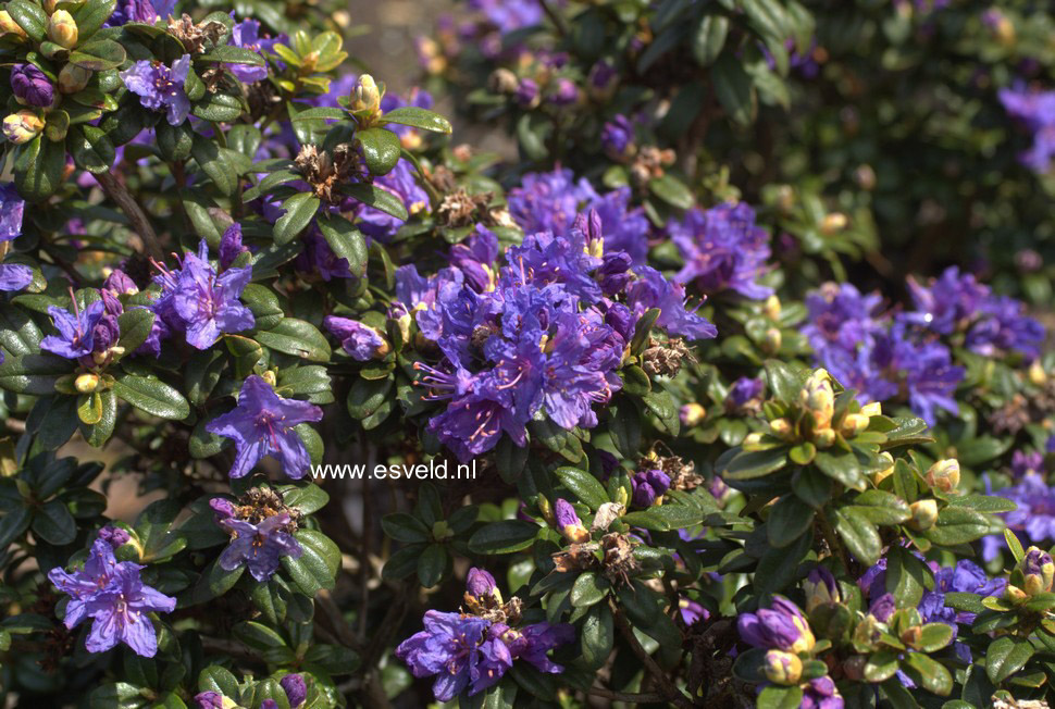 Rhododendron 'Songbird'