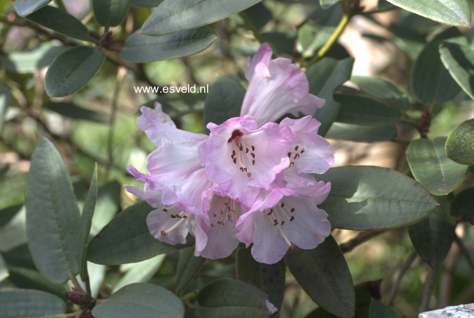 Rhododendron pseudochrysanthum