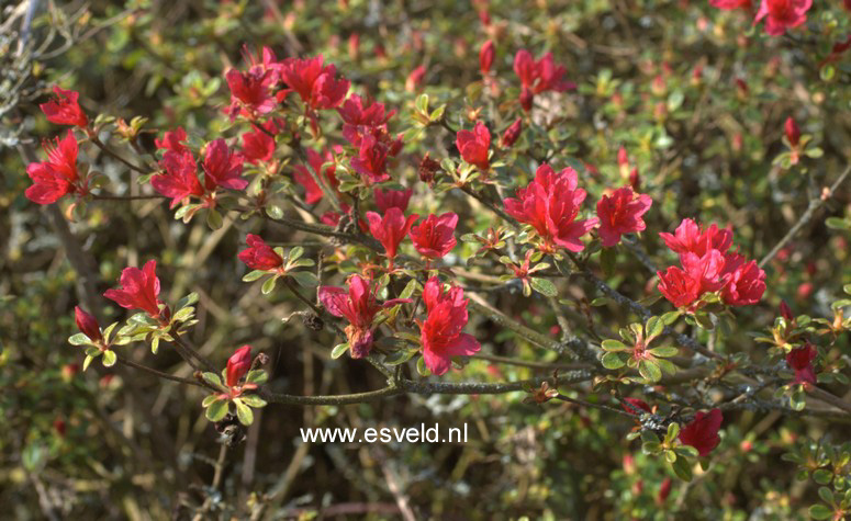 Azalea 'Hino Crimson'