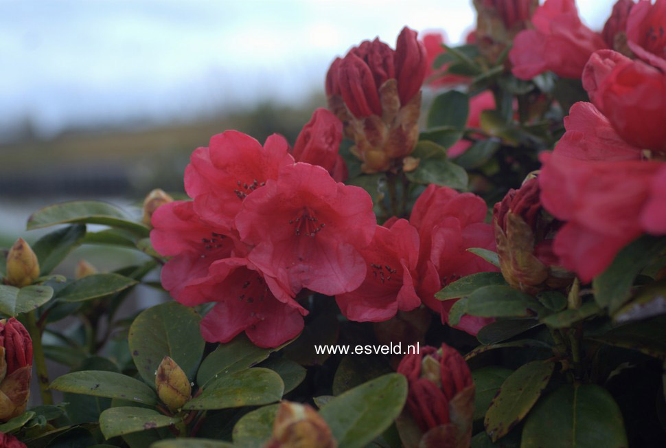 Rhododendron 'Molly Ann'