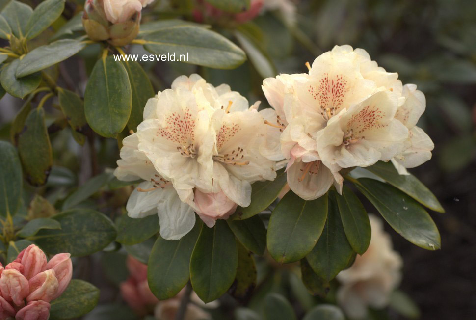 Rhododendron 'Festivo'