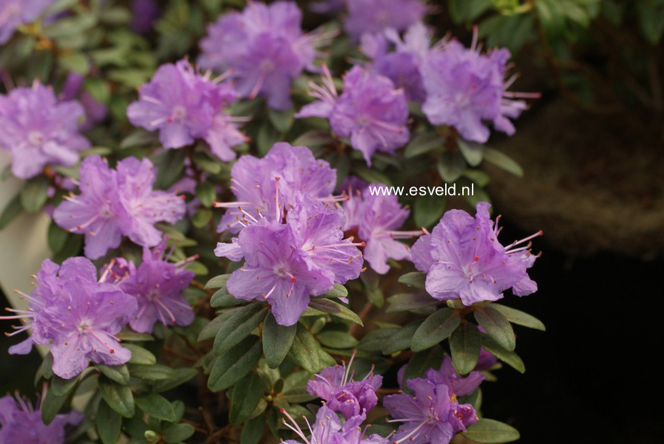 Rhododendron 'Ramapo'