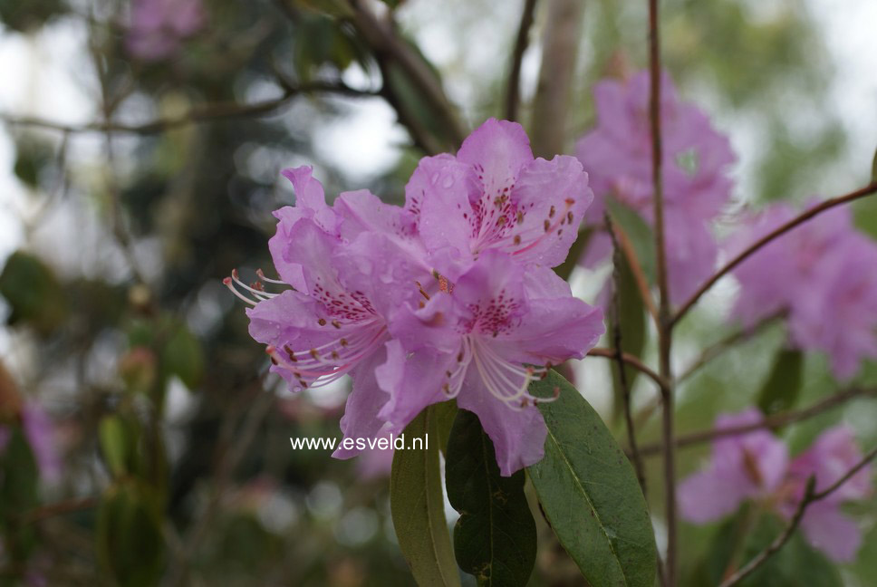 Rhododendron davidsonianum 'Lucky Hit'