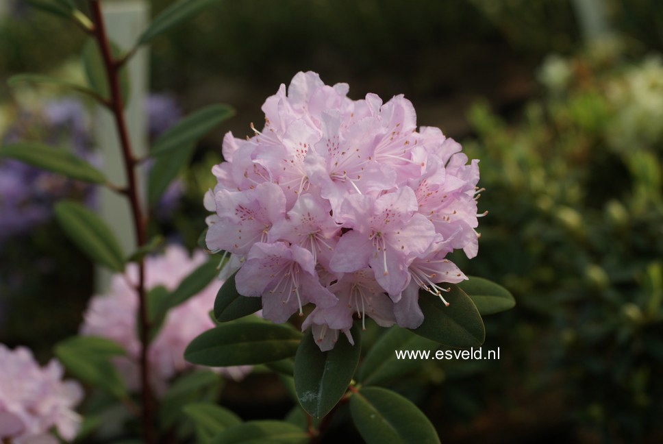 Rhododendron racemosum 'Pink Pompon'