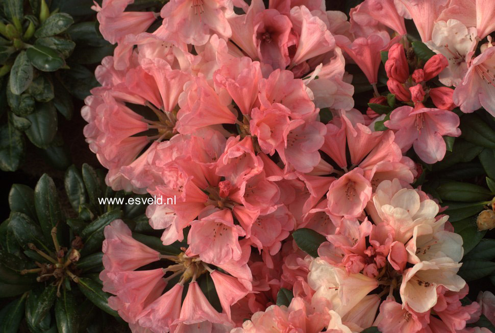 Rhododendron 'Cup Cake'