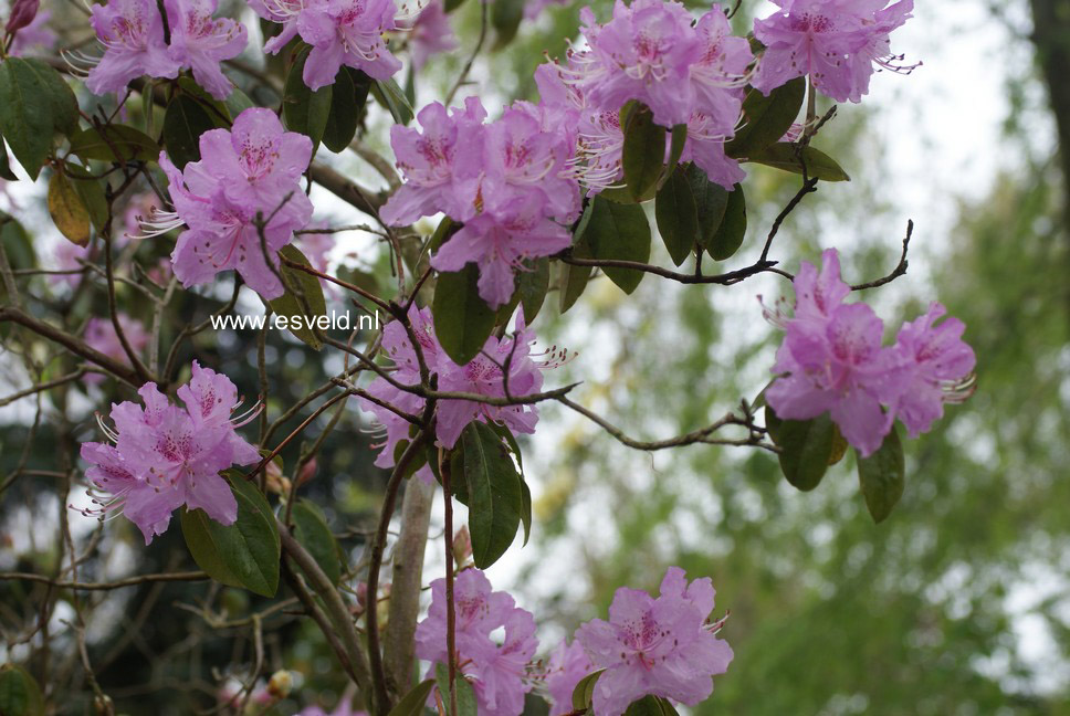 Rhododendron davidsonianum 'Lucky Hit'