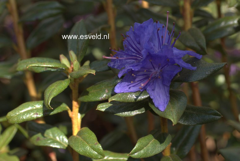 Rhododendron 'St. Minver'