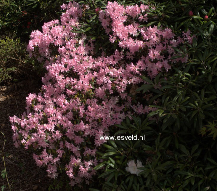 Rhododendron 'Christa Reich'