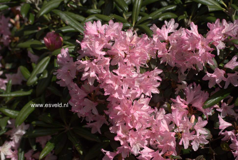 Rhododendron 'Christa Reich'