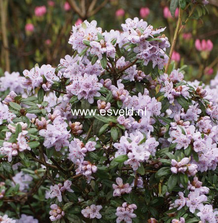 Rhododendron hippophaeoides