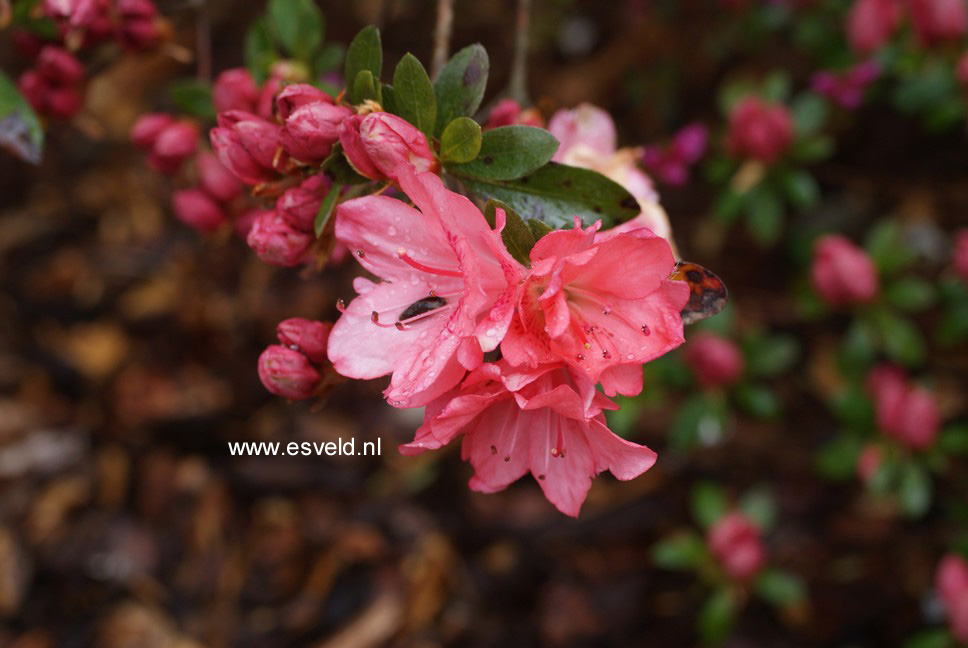 Azalea 'Blaauw's Pink'