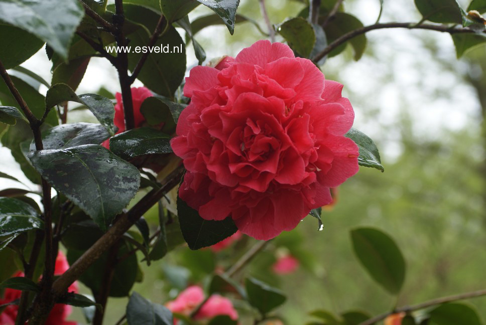 Camellia japonica 'Kramer's Supreme'