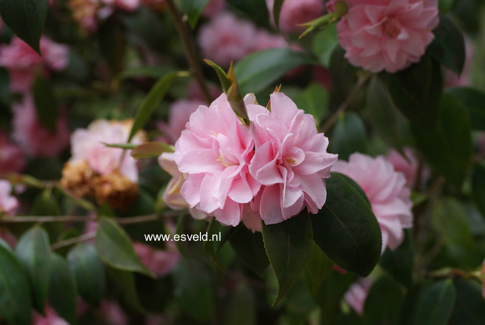 Camellia japonica 'Spring Festival'