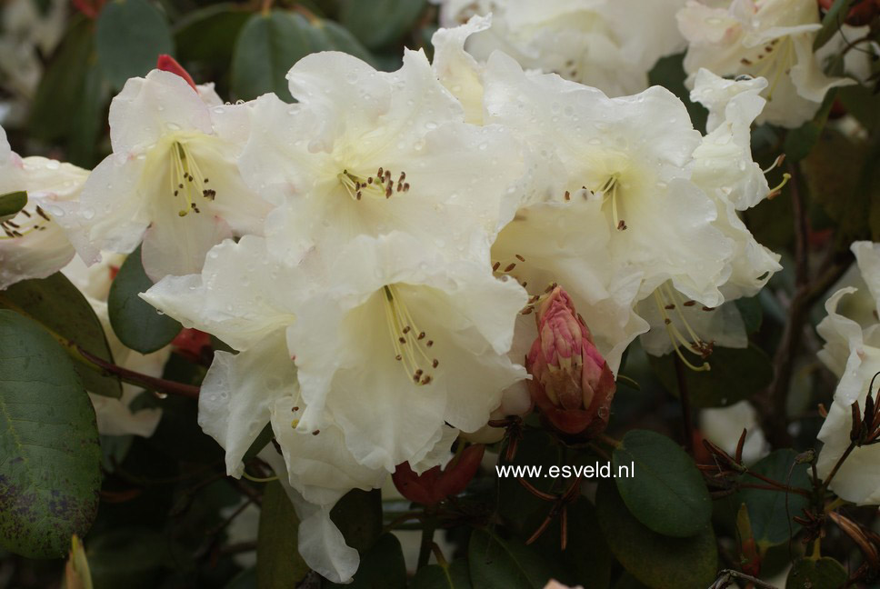 Rhododendron 'Elfenbein'