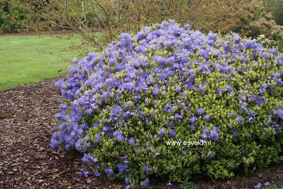 Rhododendron 'Gletschernacht'