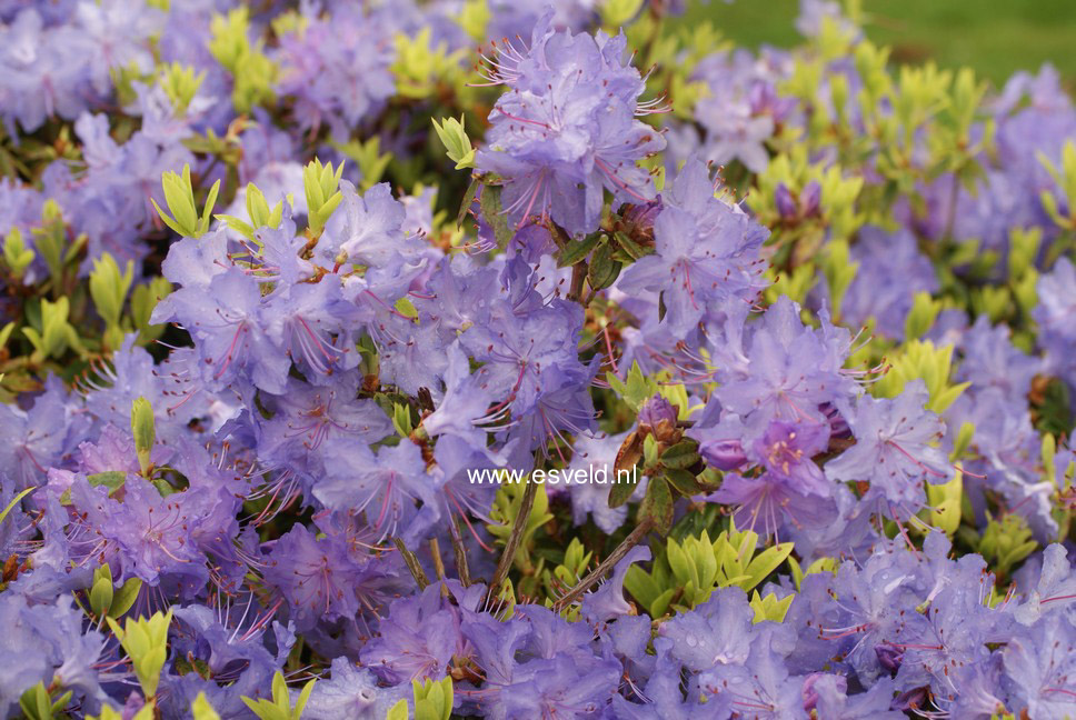 Rhododendron 'Gletschernacht'