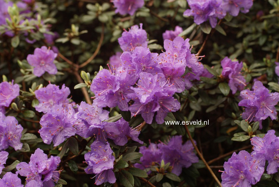 Rhododendron 'Ramapo'