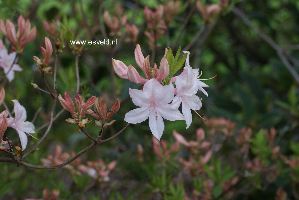 Azalea 'White Lights'