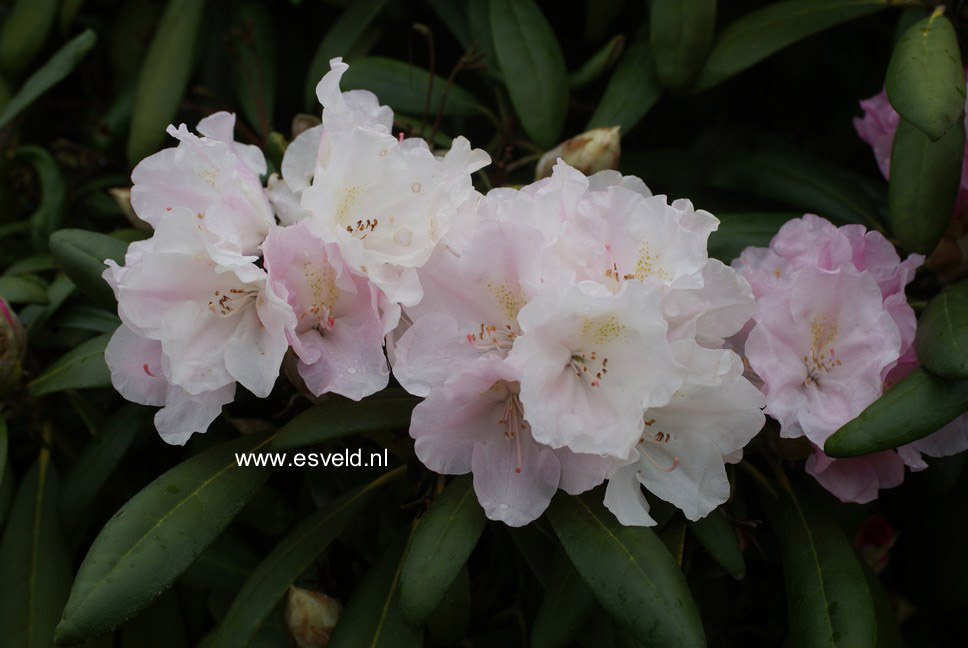 Rhododendron yakushimanum 'Esveld Select'