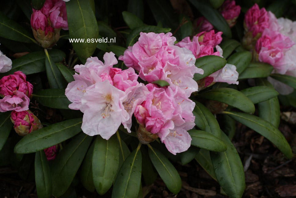 Rhododendron yakushimanum 'Esveld Select'