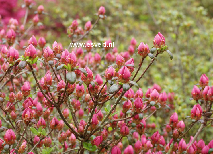 Azalea 'Granada'