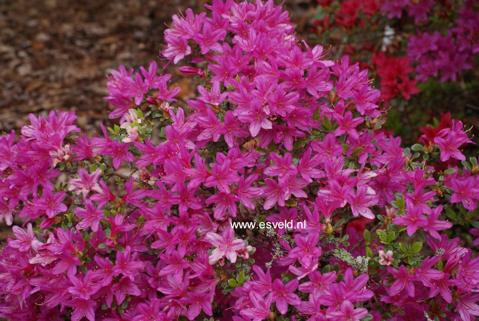 Azalea 'Hatsugiri'