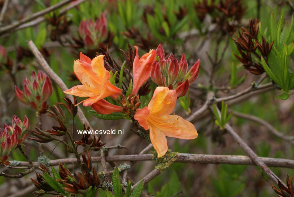 Azalea 'Hortulanus H. Witte'