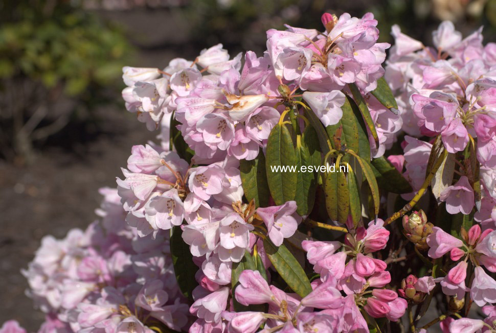 Rhododendron argyrophyllum