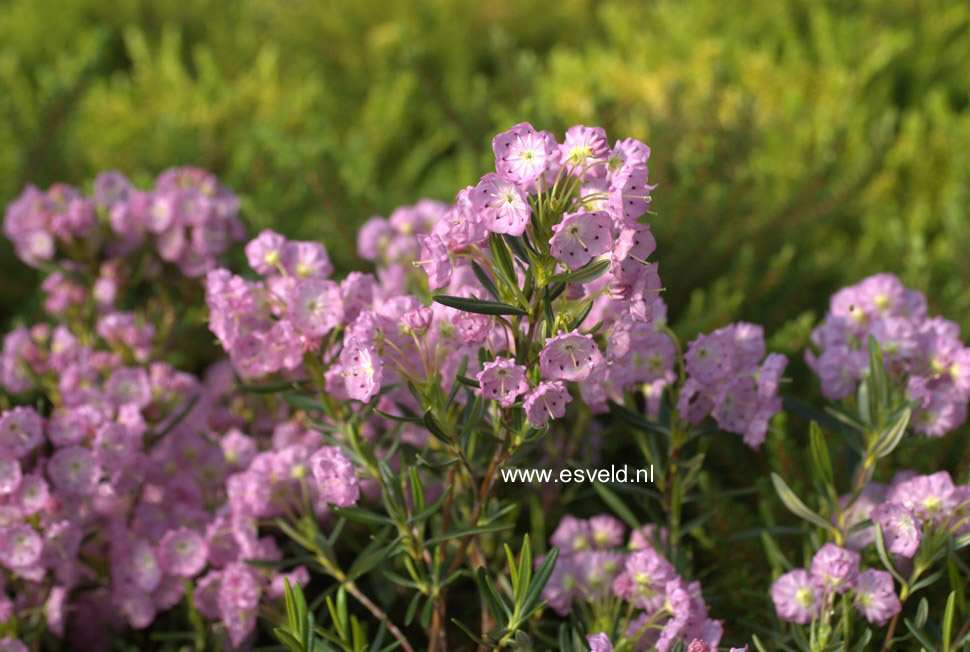 Kalmia polifolia